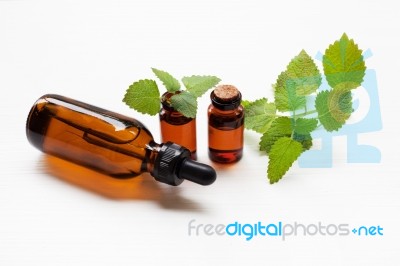 Melissa Lemon Balm Essential Oil With Fresh Leaves Stock Photo