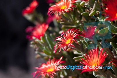 Mesembryanthemums Flowering In Tenerife Stock Photo