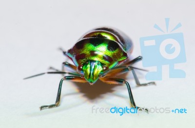 
Metallic Wood-boring Beetle Stock Photo