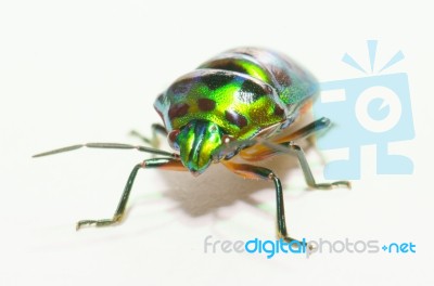 
Metallic Wood-boring Beetle Stock Photo