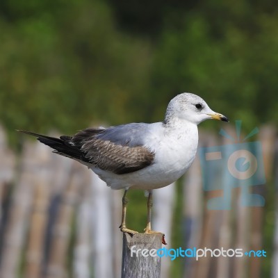 Mew Gull Stock Photo