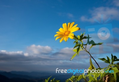 Mexican Sunflower Stock Photo