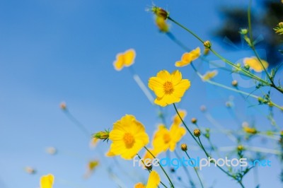 Mexican Sunflower Amazing View With Green Grass And Blue Sky Lan… Stock Photo