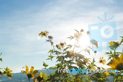 Mexican Sunflower Amazing View With Green Grass And Blue Sky Lan… Stock Photo