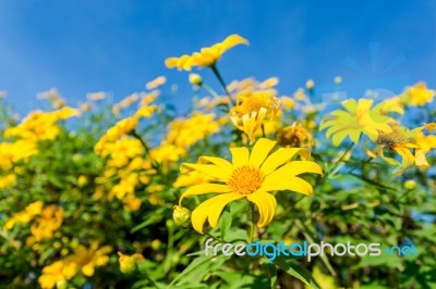 Mexican Sunflower Amazing View With Green Grass And Blue Sky Lan… Stock Photo