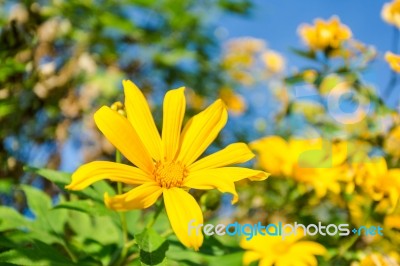 Mexican Sunflower Amazing View With Green Grass And Blue Sky Lan… Stock Photo