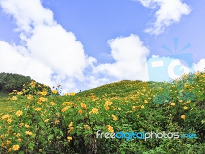 Mexican Sunflower On The Hill At Mae Hong Sorn ,thailand Stock Photo