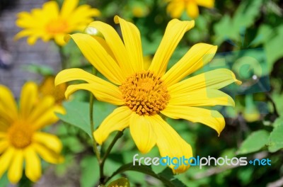 Mexican Sunflower Weed, Flowers Are Bright Yellow Stock Photo