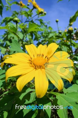 Mexican Sunflower Weed, Flowers Are Bright Yellow Stock Photo