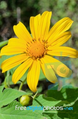 Mexican Sunflower Weed, Flowers Are Bright Yellow Stock Photo