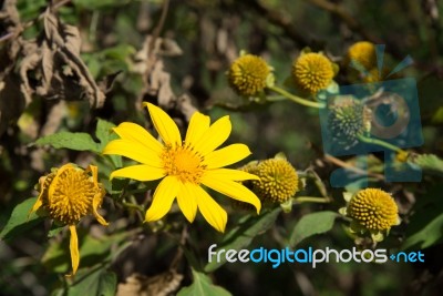 Mexican Sunflowers Stock Photo