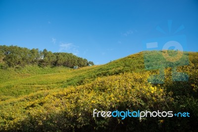 Mexican Sunflowers Field Stock Photo