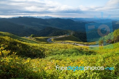 Mexican Sunflowers Field View Point Stock Photo