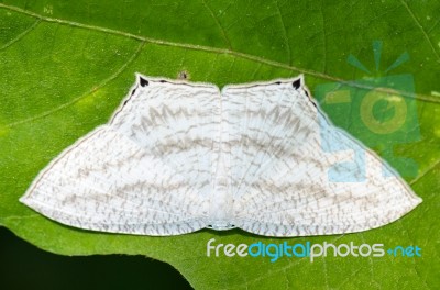 Micronia Aculeata White Moth Stock Photo