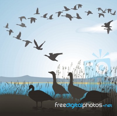 Migrating Geese Stock Image