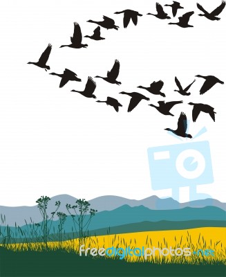 Migrating Geese Stock Image