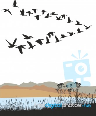 Migrating Wild Geese Over Autumn Landscape Stock Image