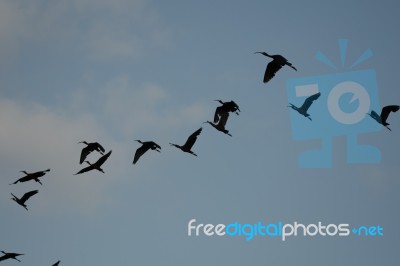 Migration Stock Photo