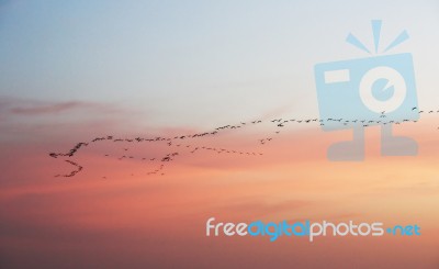 Migration At Sunset Stock Photo