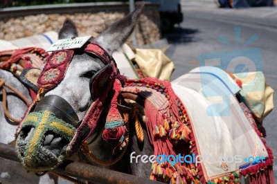 Mijas, Andalucia/spain - July 3 : Donkey Taxi In Mijas Andalucia… Stock Photo