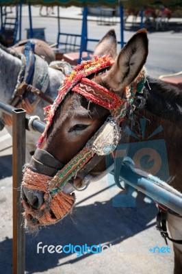 Mijas, Andalucia/spain - July 3 : Donkey Taxi In Mijas Andalucia… Stock Photo