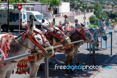 Mijas, Andalucia/spain - July 3 : Donkey Taxi In Mijas Andalucia… Stock Photo