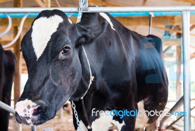 Milch Cows During Milking In Farm Stock Photo