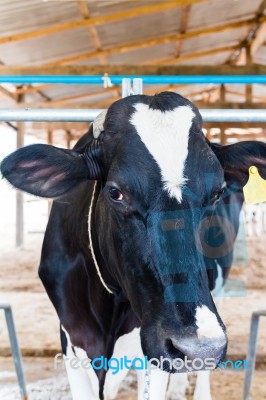 Milch Cows During Milking In Farm Stock Photo