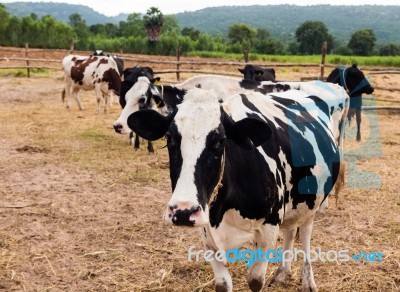 Milch Cows Relaxing In Farm Stock Photo