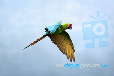 Military Macaw (ara Militaris) Stock Photo