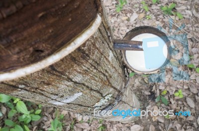 Milky Latex Rubber Tree In Bowl Stock Photo