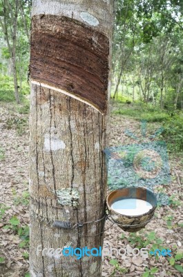 Milky Latex Rubber Tree In Bowl Stock Photo