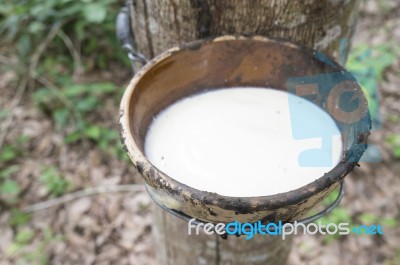 Milky Latex Rubber Tree In Bowl Stock Photo