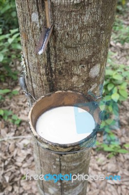 Milky Latex Rubber Tree In Bowl Stock Photo