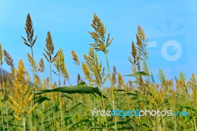 Millet Field Stock Photo