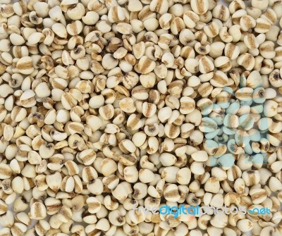 Millet Rice , Millet Grains Stock Photo