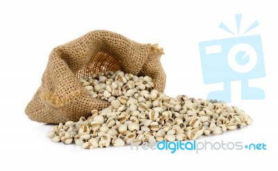 Millet Rice , Millet Grains Isolated Stock Photo