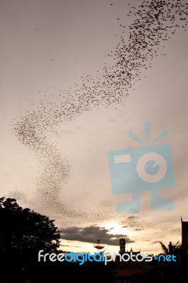 Millions Of Bat Seek For Food In Evening Stock Photo