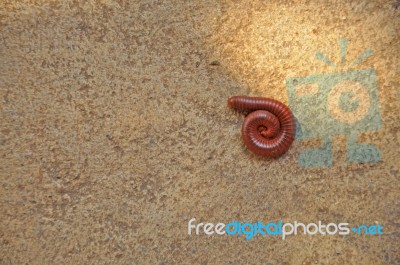 Millipede Stock Photo