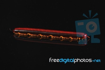 Millipede Stock Photo