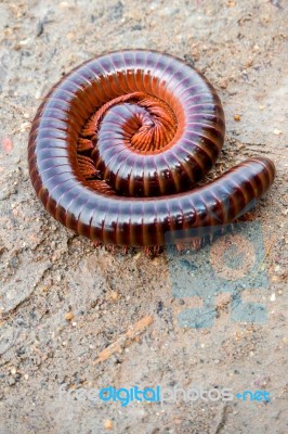 Millipede Curled Up In A Circle Stock Photo