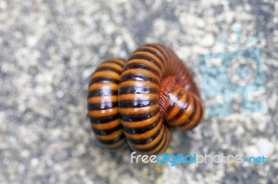 Millipedes Stock Photo