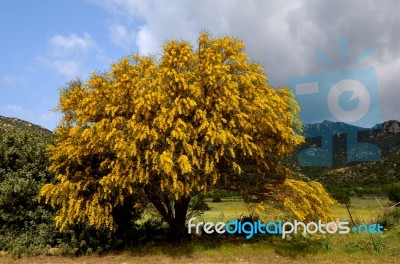 Mimosa Stock Photo