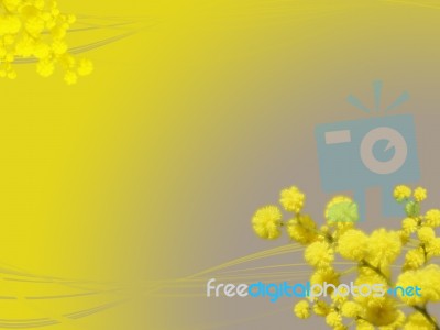 Mimose Stock Image