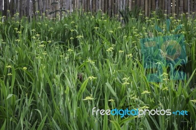 Mini Yellow Flower Bloom In Home Garden Stock Photo