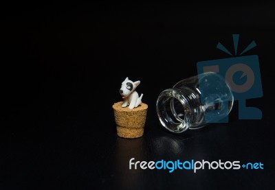 Miniature Bull Terrier Sit On Cork Isolated On Black Background Stock Photo