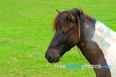 Miniature Horse Stock Photo