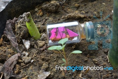 Miniature Sailboats In Bottles. In The Photo As An Object Accompanied By His Newly Grown Buds Stock Photo