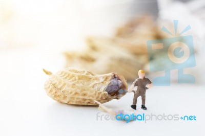 Miniature Worker Are Open Boil Peanut Stock Photo