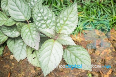 Minimal Garden With Green Plant Stock Photo